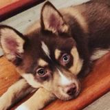 Chicago Animal Lover Opportunity