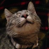 Pet Sitting 2 cats in Marlborough