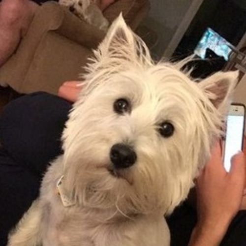 Pet Care Job Tara J's Profile Picture