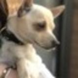 I am looking for a long term 10 months for 1 year old chiuaua