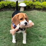 Seasoned Dog Sitter in Palm Harbor