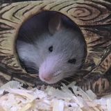 Interviewing For Hamilton Pet Trainer, Ontario Jobs