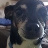 Polite Pet Sitting Professional in Abbeville