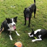 Sitter wanted for three lovable dogs.