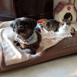 Trustworthy & reliable Pet Lover needed in Cape Coral