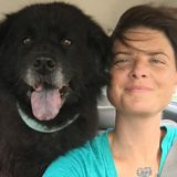 Professional Pet Sitter/Handler, Jacksonville Jobs