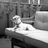 Seeking Philadelphia Huntingdon Valley Petsitter, walker Pennsylvania Jobs