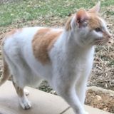 Subcutaneous Fluid for Cat