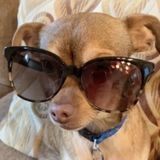 Energetic and Fun Pet Sitter/ Dog Walker (Mountain View)