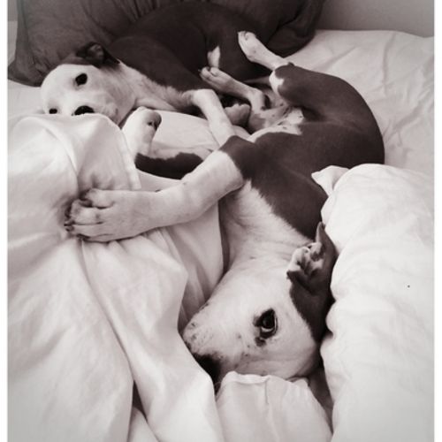 Pet Care Job Lee Ben Shoshan's Profile Picture