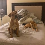 Two loveable fur brothers need afternoon walks in Acton!