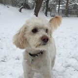 Available: Qualified Dog Walker in Norristown and nearby cities