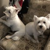 3 Westies Need in Home TLC