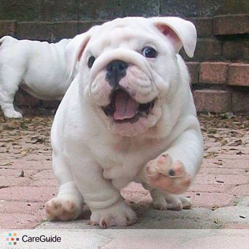 Pet Care Provider Kendall W's Profile Picture