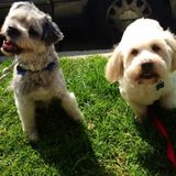 Wanted: Los Angeles Dog Rescue Looking for Help with Wonderful Rescue Dogs!