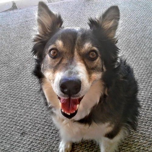 Pet Care Provider Shawna S's Profile Picture