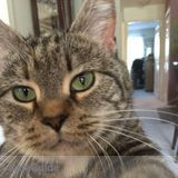 Insured and Bonded Experienced Pet Sitter - Specialized in Cat Care and Sitting