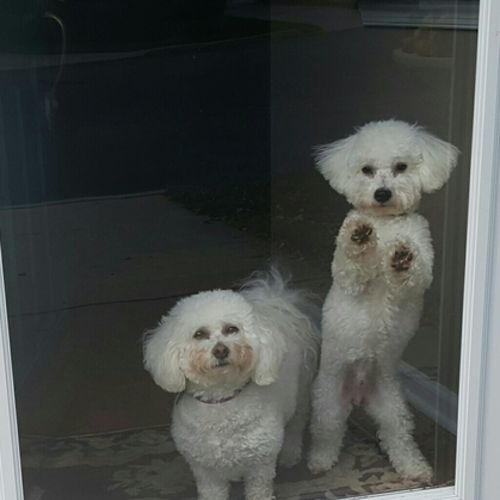 Pet Care Provider Lisa D's Profile Picture