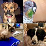 Attentive, loving and responsible pet sitter available !
