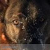 Experienced Pet Sitter and Walker