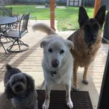 Bellas Bark N Strut dog walking services