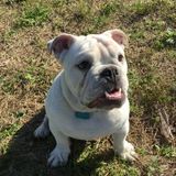 Loving Pet sitter for my English Bulldog