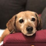 I Can Help With Your Fur Babies