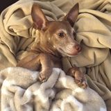 Available For Beverly Hills Dog Sitter, California Jobs