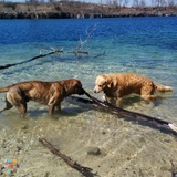 Dog walking adventures