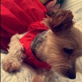 Taunton Pet Service Provider Available For Job Opportunities in Massachusetts