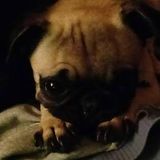 Professional Pet Supervisor for Large, Small and Tropical Pets for Hire