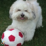 Loving and Quality Grooming, Overnight Boarding, Daycare