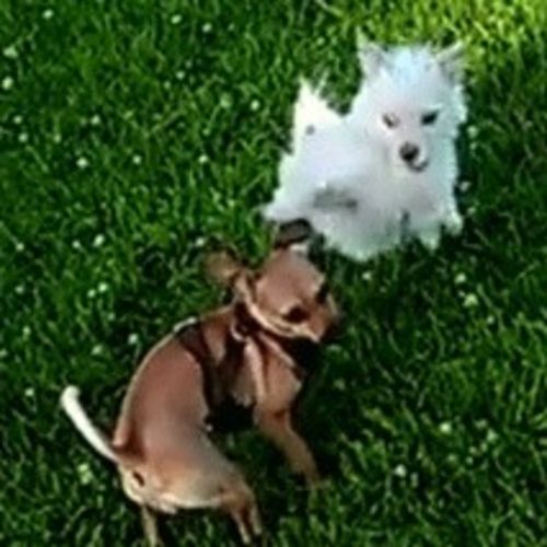 Pet Care Provider Daryl R's Profile Picture