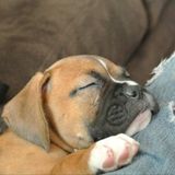 Hard Working Petsitter in Englewood, Colorado