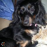 Puppykins Pet Sitting - Affordable Pet Care