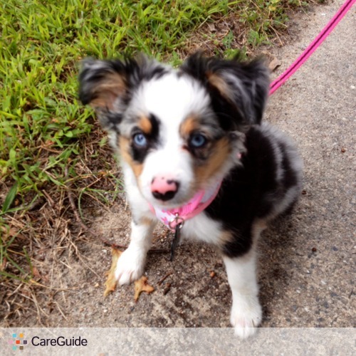 Pet Care Job Patricia J's Profile Picture