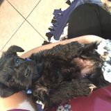 Skillful Petsitter will be needed in November & December