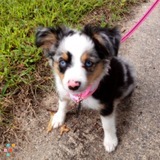 House/ pet sitter needed for occasional trips out of town