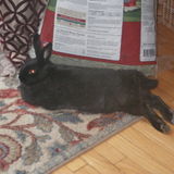 Personalized pet care available!