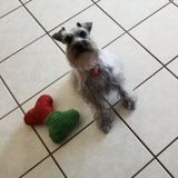 Kissimmee Doggy Daycare & Dog Boarding