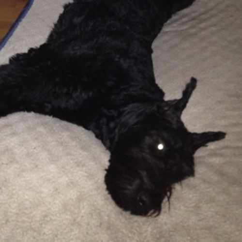 Pet Care Job Natalya K's Profile Picture