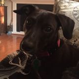 Sweet lab mix needs a sleepover