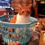 Crazy cat lady I'll treat your animals like royalty