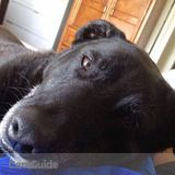 Experience and Enthusiasm- Let Me Love Your Pets