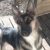 Polite Dog Walking Available Now!