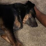 Leesburg, Florida Dog Walker