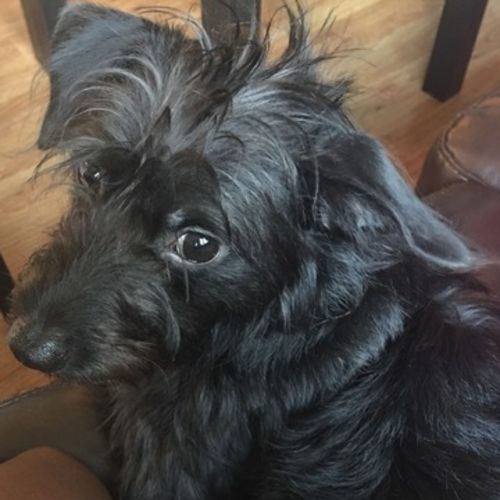 Pet Care Job Darlene J's Profile Picture