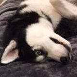 Kenosha, Wisconsin Pet Sitting Vacancy