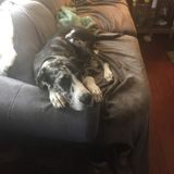I am an animal lover currently looking for a pet sitting job as my second income