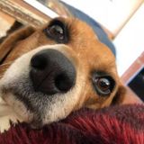 House Sitter Needed in Oak Ridge For Home and Pets